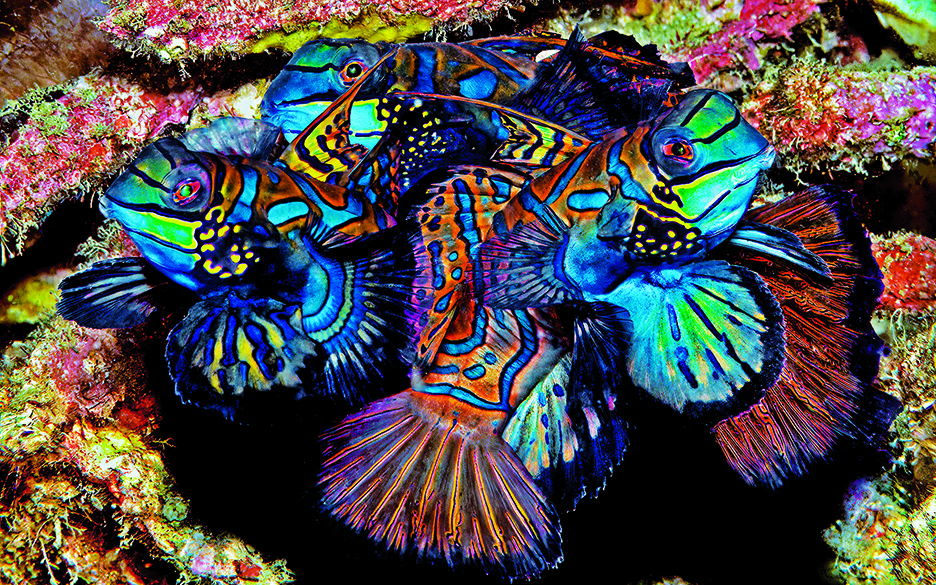 These 2-inch male mandarin fish display their beautiful outstretched fins without hostility