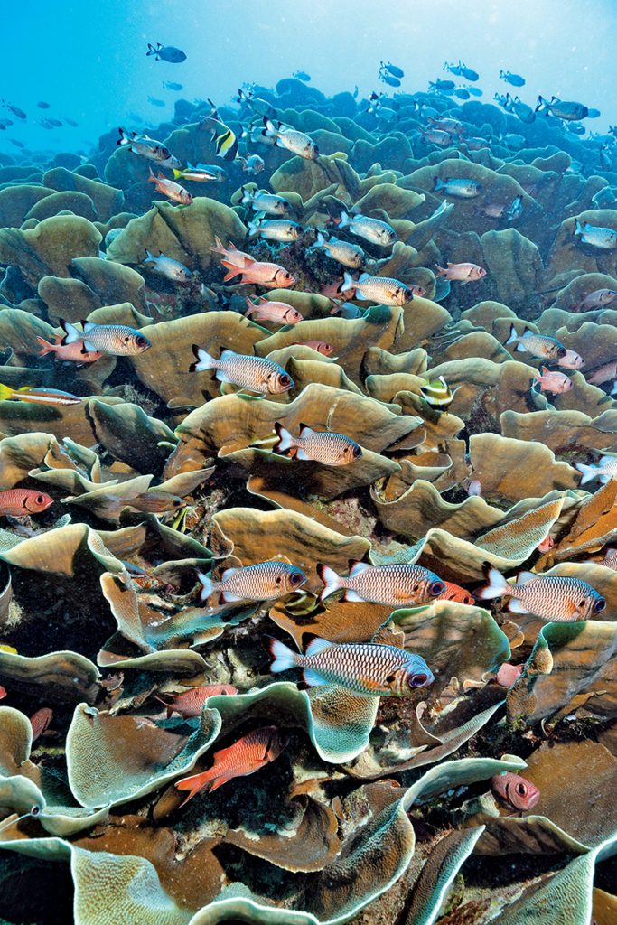 Los corales lechuga del canal de Ulong sirven de refugio al pez soldado de aleta sombra.