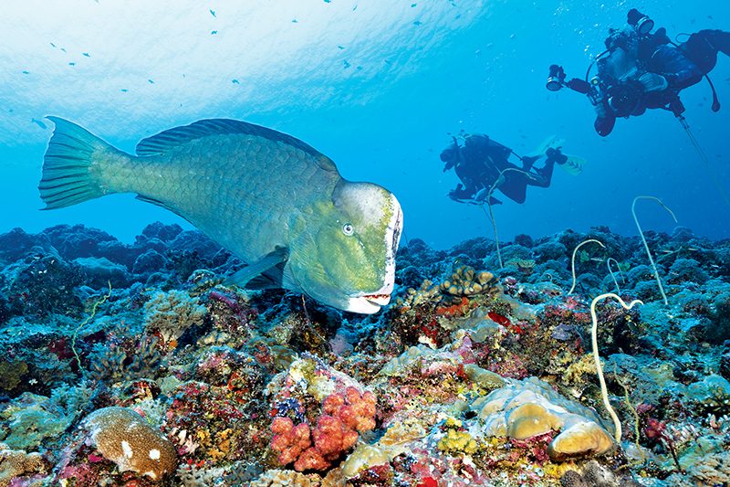 Ikan kakatua kepala benjol besar merumput di antara reruntuhan terumbu karang di Blue Corner