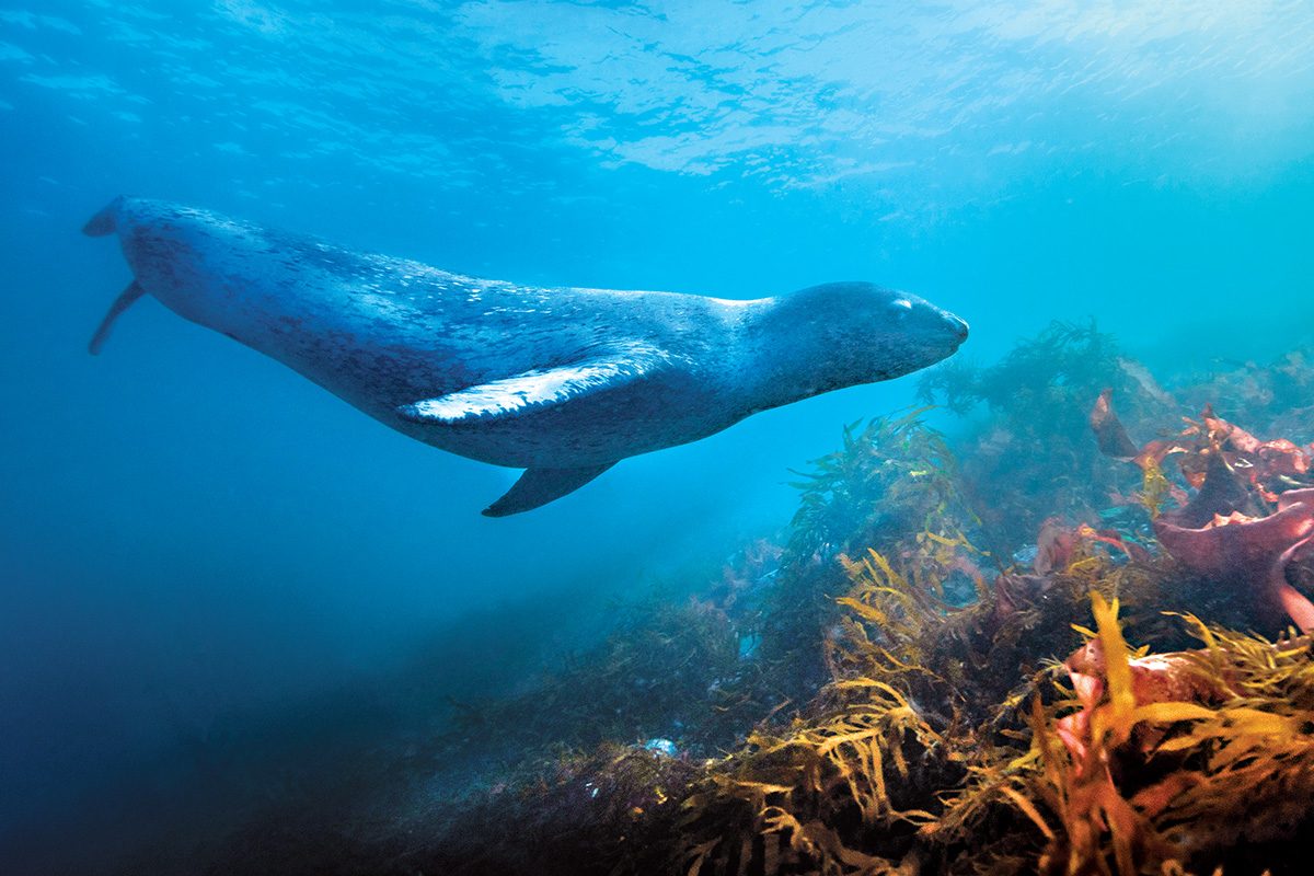 leopard seal swims around kelp