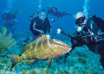 Stan Waterman memfilmkan ikan kerapu Nassau