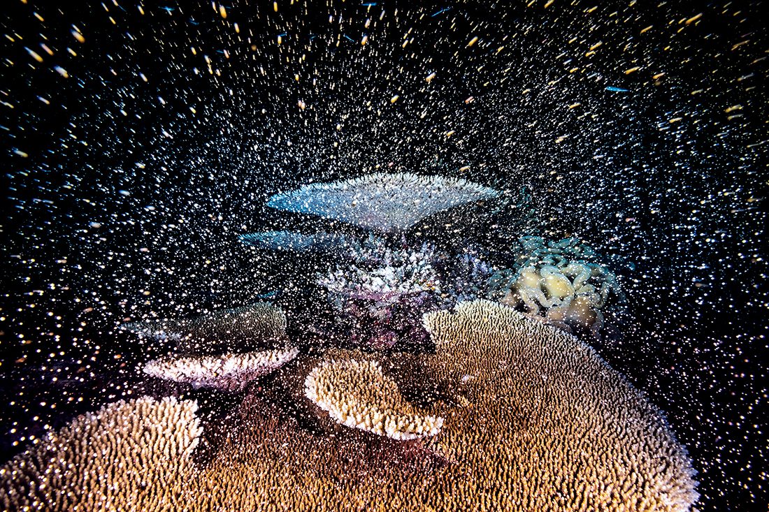 Desove de corales en el arrecife Moore