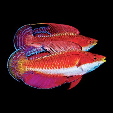 Una pareja de machos de pez hada de Irian Jaya