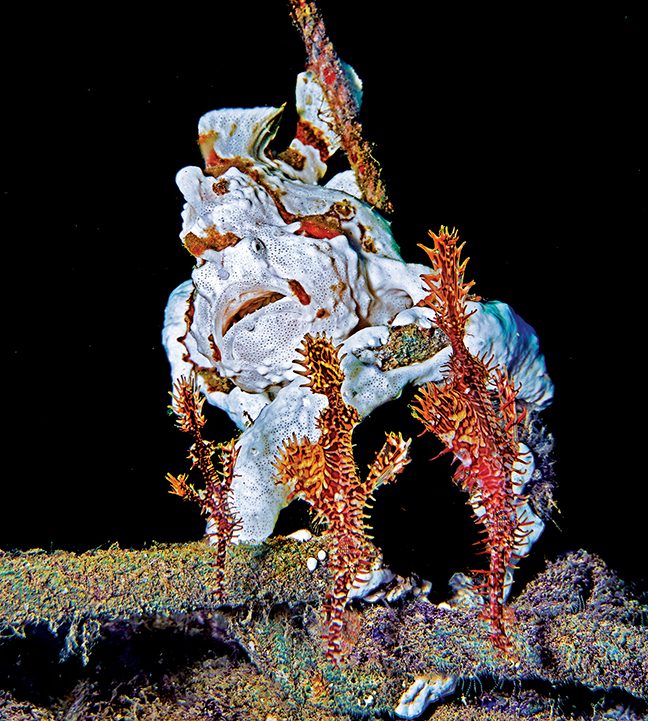Un raro pez rana pintado de blanco pasa el rato con un trío de icónicos peces pipa fantasma ornamentados.