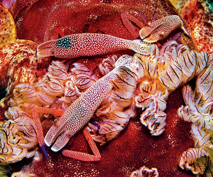 Tiga ekor udang kaisar bersarang di antara filamen insang nudibranch penari Spanyol yang besar.