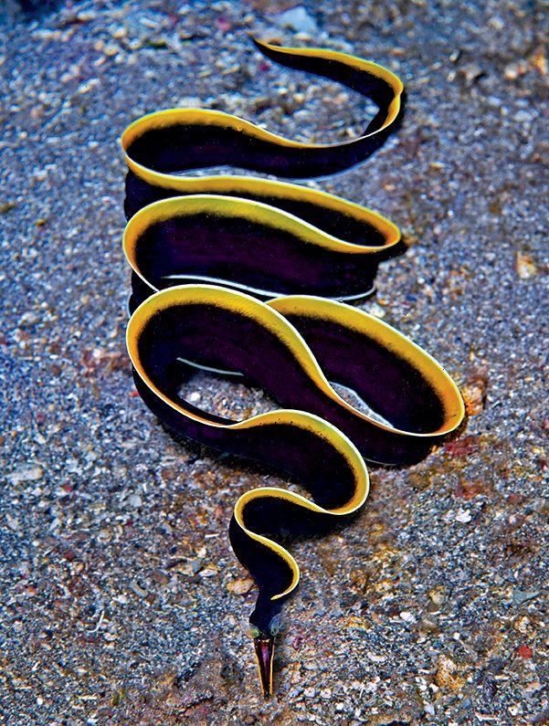 Este es un raro avistamiento de una anguila cinta de 3 pies completamente fuera de su madriguera.