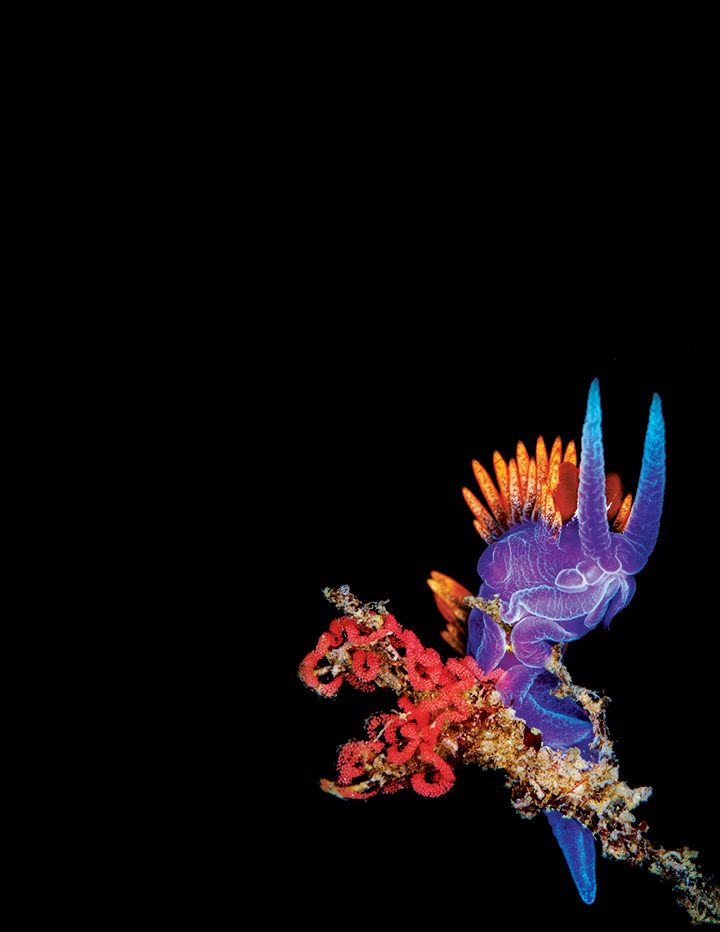Spanish shawl nudibranchs are known for their brightly hued color pattern