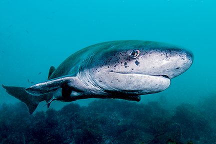 sevengill shark