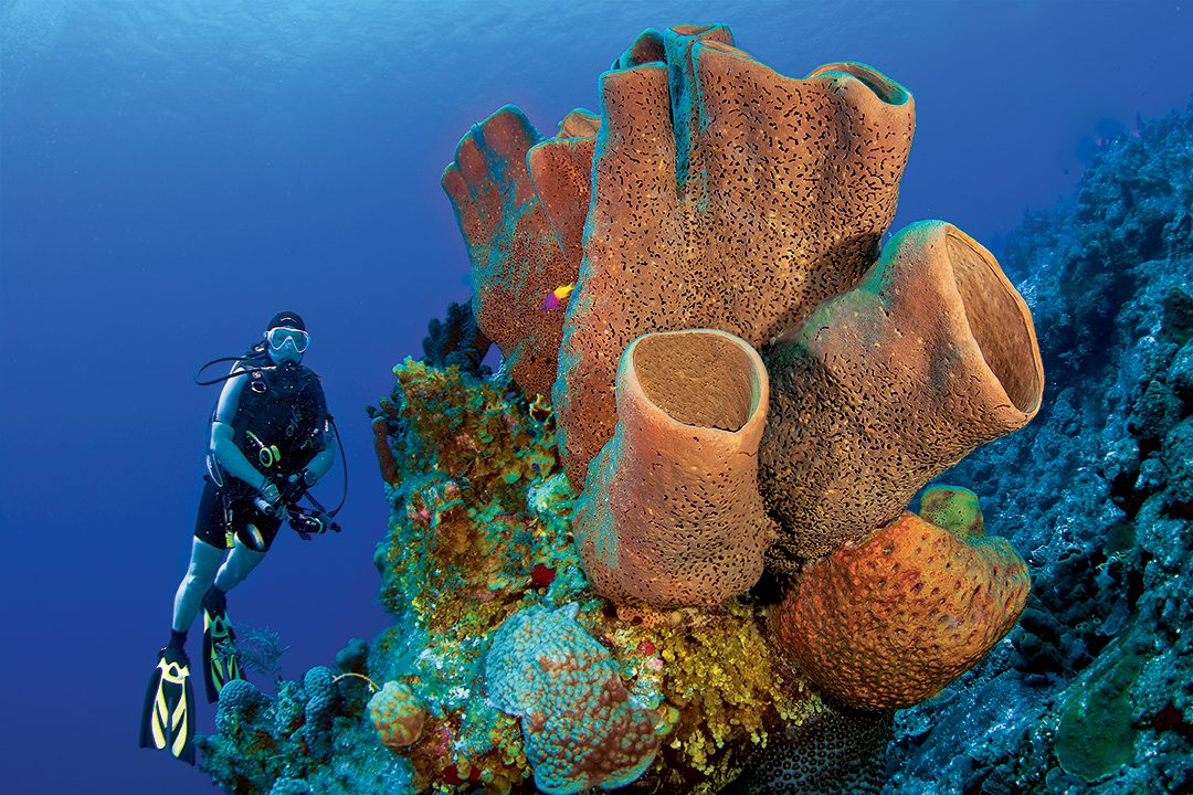 A diver poses with a massive tube sponge at Double D dive site.
