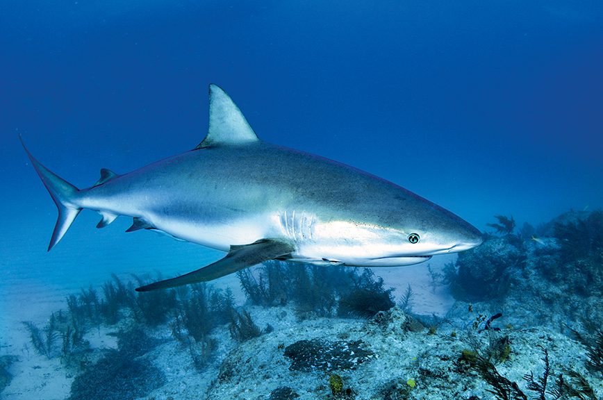 Un tiburón de arrecife caribeño