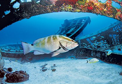 Thunderdome is one of the most popular dive sites at Northwest Point Marine Park on the west end of Providenciales.