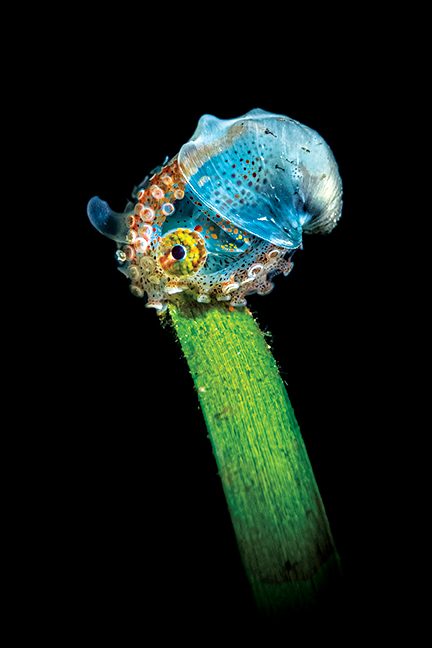 nautilus de papel colgando de una pequeña hoja de palmera fue tomada con una cámara SeaLife DC2000