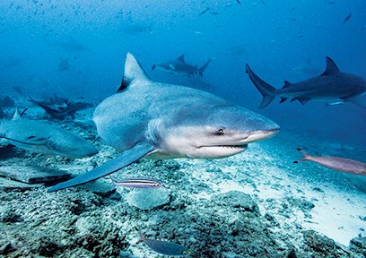 Los objetos grandes, como los tiburones, requieren un objetivo gran angular.