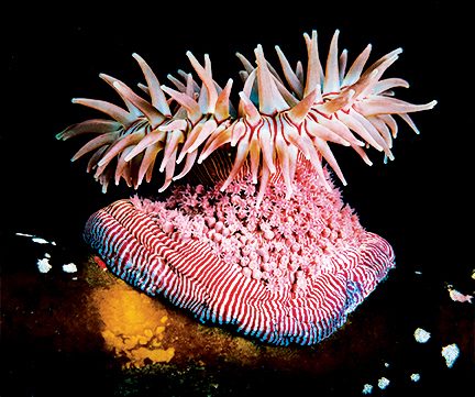 merenung anemon, melindungi ratusan bayi anemon, induk berwarna permen karet, perilaku hidup anjing laut yang unik