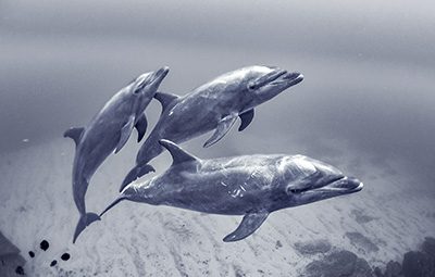 a trio of dolphins