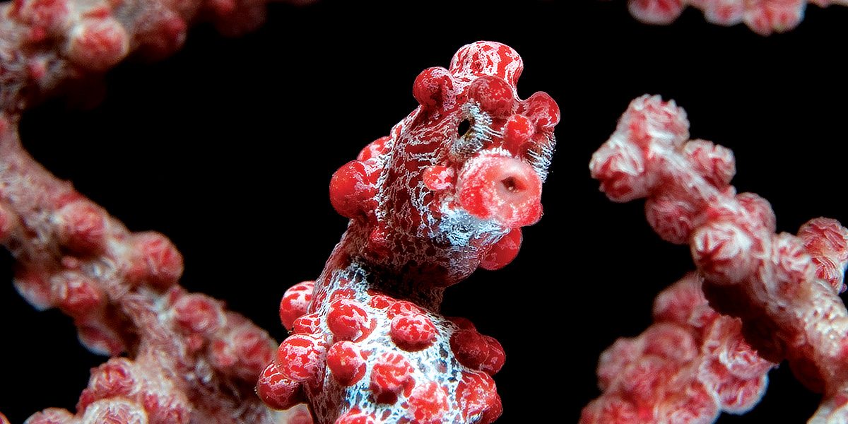 pygmy seahorse in Indonesia