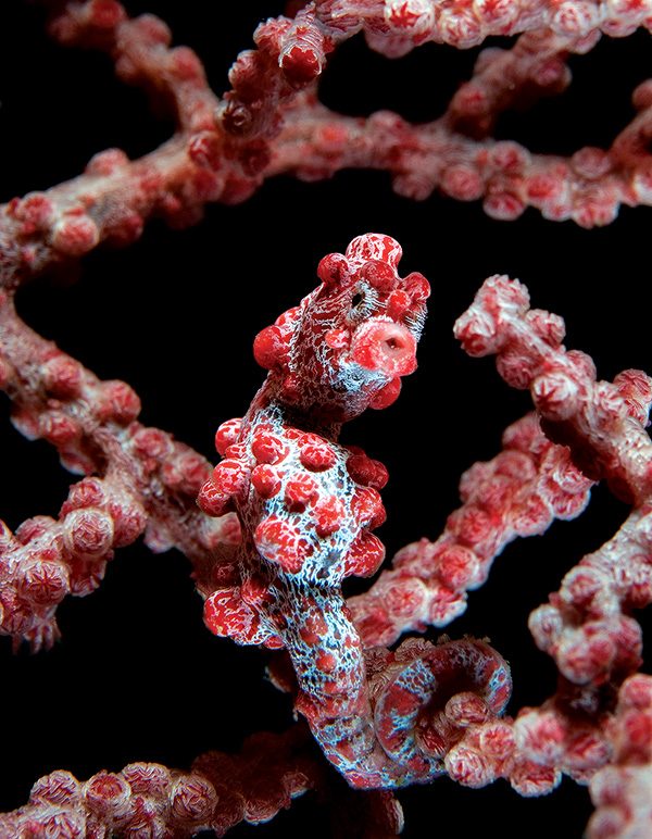 pygmy seahorse in Indonesia
