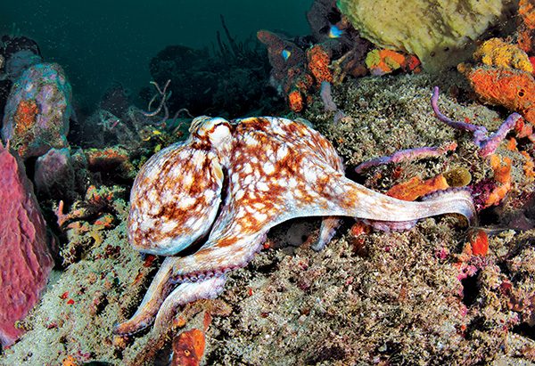 2-foot Caribbean reef octopus