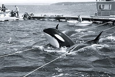 orcas at Penn Cove