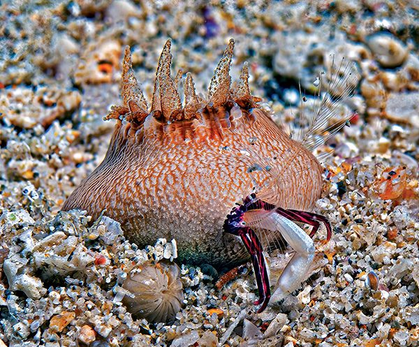 A single species of hermit crab, Diogenes heteropsammicola, has adapted to live symbiotically with solitary polyps of walking coral