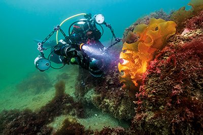 scuba diver filming kelp on the rocks