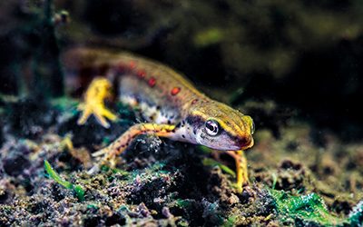 A red-spotted newt
