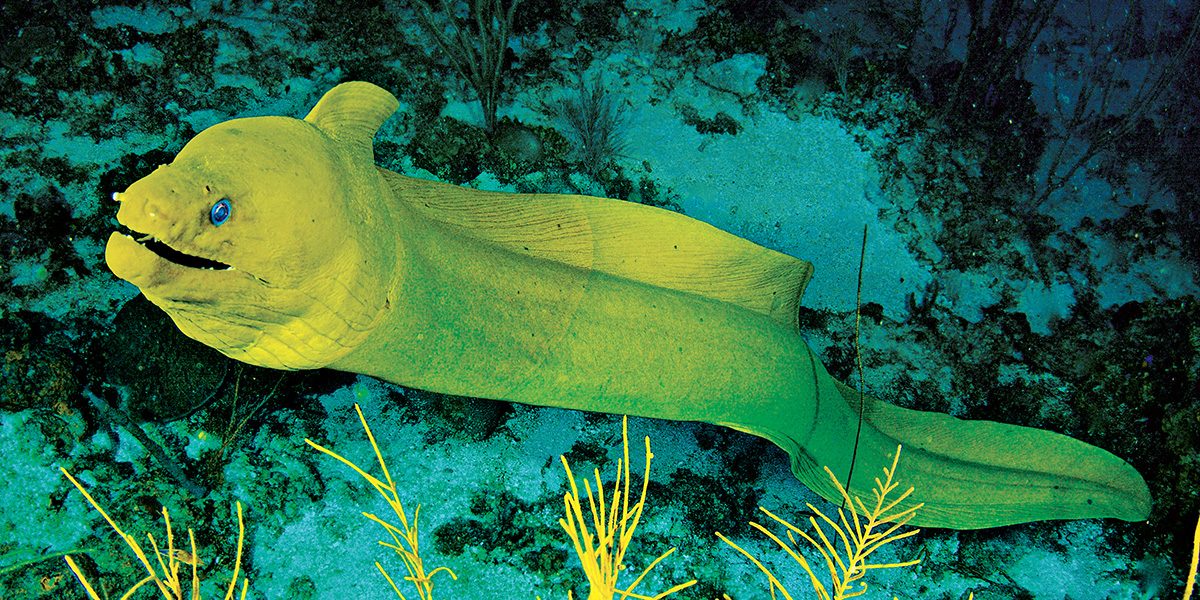 green moray eel