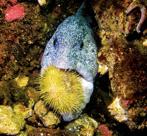 wolf-eel enjoys a green sea urchin