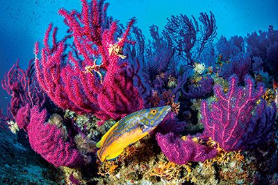 male cuckoo wrasse swims in front of a red sea fan