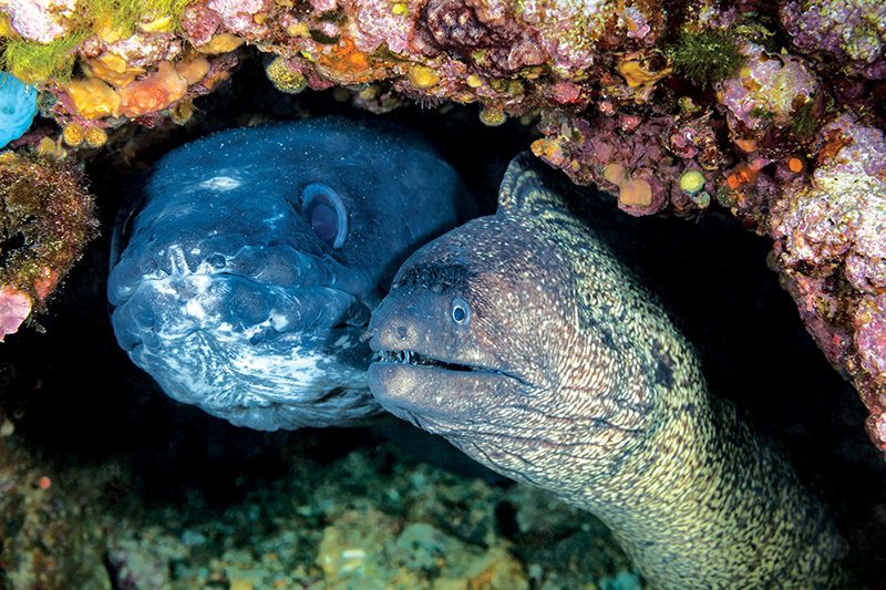 conger eel and Mediterranean moray share