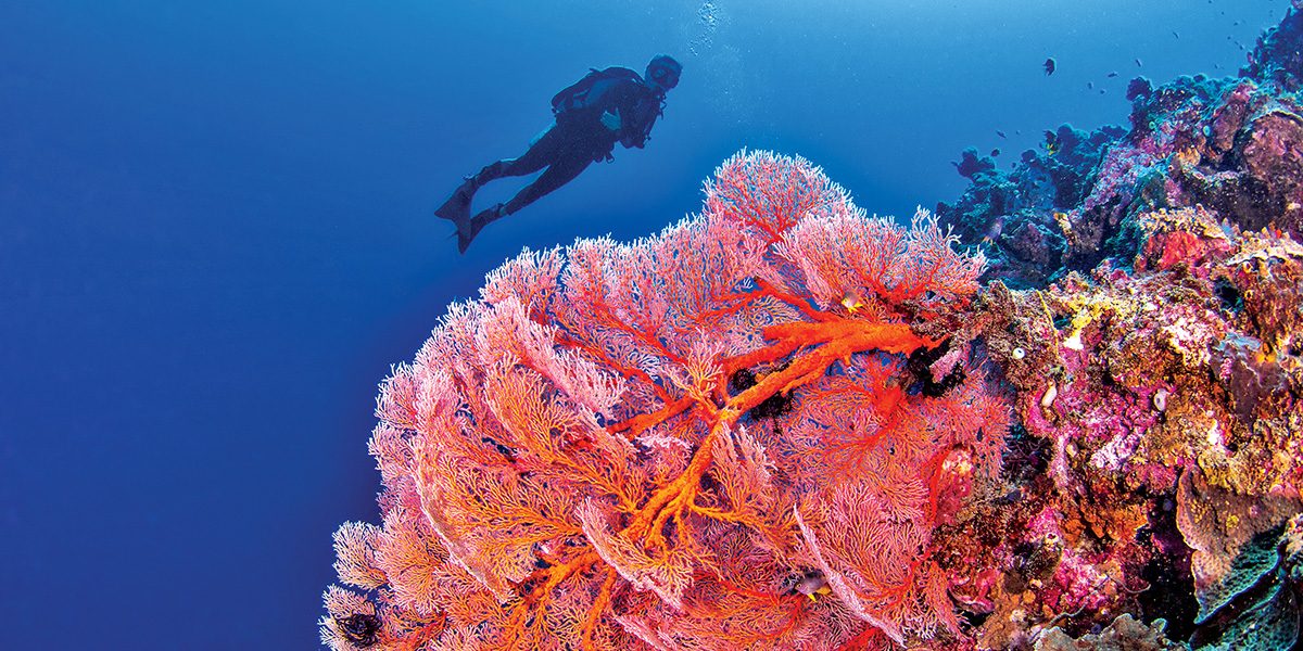 Massive Gorgonia soft corals dot the offshore pinnacles