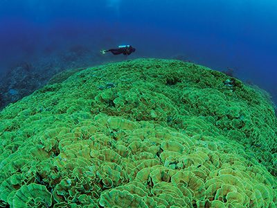 Immense stands of fragile lettuce corals