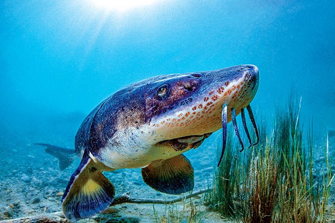 European sturgeon in a small lake in Bavaria