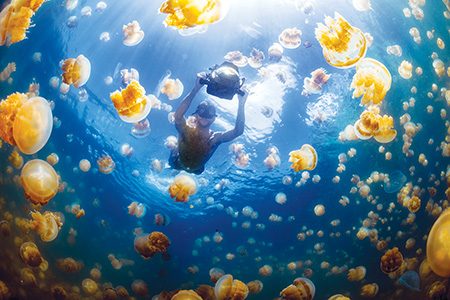 Jellyfish Lake in Palau