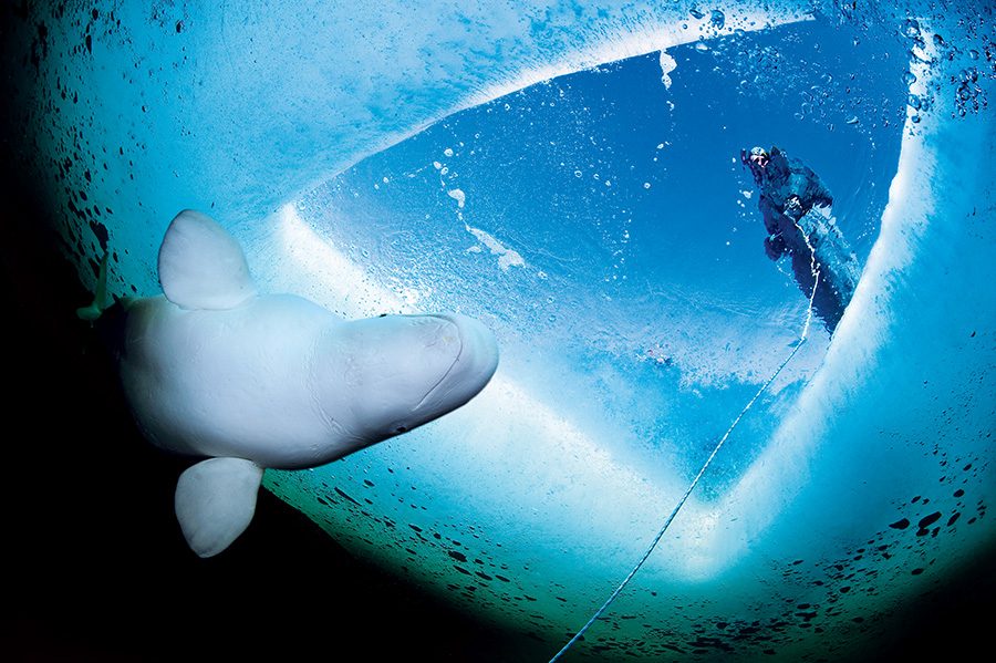 Beluga whale in Russia’s White Sea