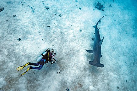 big hammerhead shark during a checkout dive at the harbor exit of Hulhule Island in the Maldives