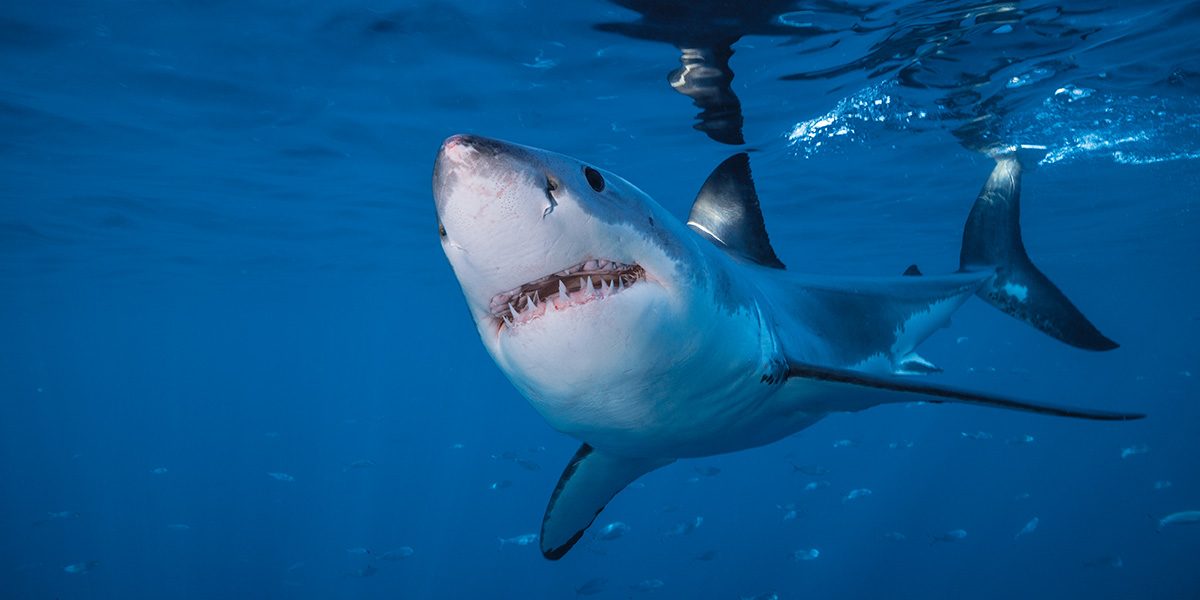 A great white shark (Carcharodon carcharias) swims near the surface cage