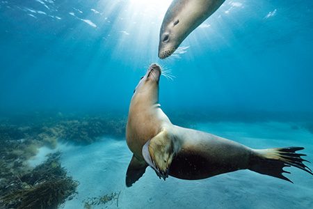Australian sea lions at Hopkins Island