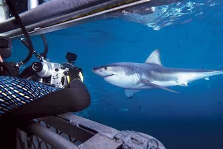 Stephen Frink places his housed camera within the viewing slot of the surface cage as a great white shark swims nearby.