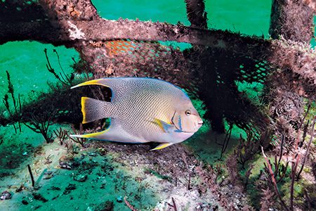 The Underwater Museum of Art has become a habitat for tropical species such as this blue angelfish.