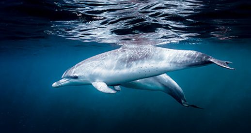 Bottlenose dolphins in the Gulf of Mexico hunt for fish.