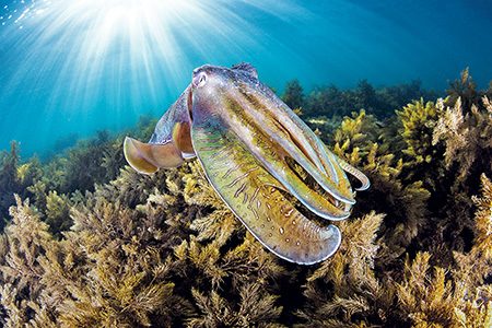 cuttlefish