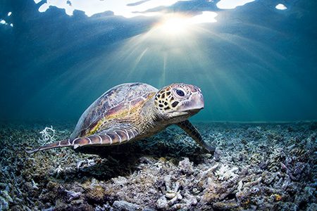 Sea turtle