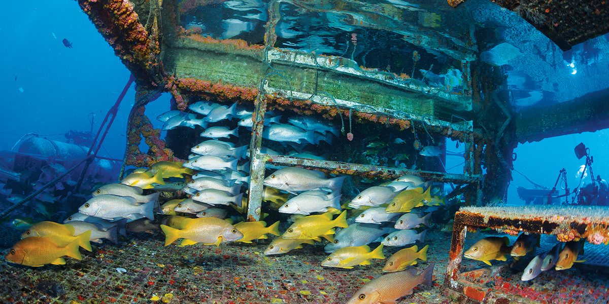 Gray snappers and schoolmaster snappers school beneath the moon pool on Aquarius Reef Base.