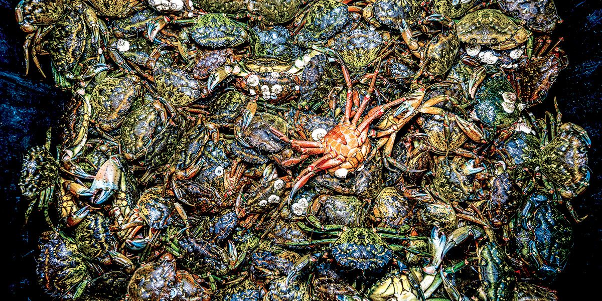 A mass of invasive European green crabs
