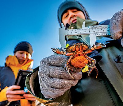 Joe Elley, a CRS trapping technician, measures a berried crab — a female carrying eggs.