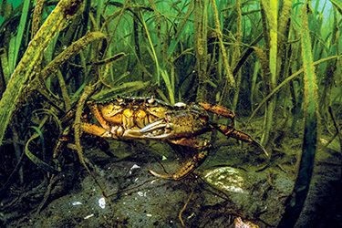 A European green crab hangs out in an eelgrass meadow.