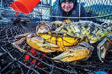 CRS trapping technician James George peers into a crab trap.