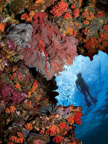 Stephen Frink snorkeling