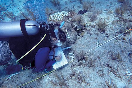 Katey Lesneski surveys outplanted staghorn coral at Sombrero Reef.